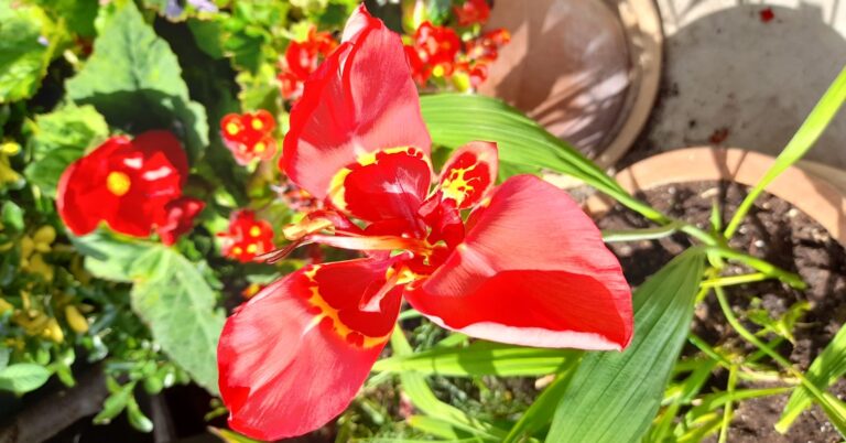 tigris20red