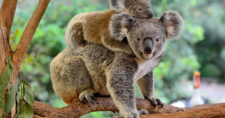 Koala20