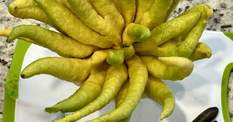 Buddaha27s20Hand20and20Finger20Limes 0.jpeg